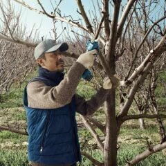 Bosch Pro Pruner Akülü Dal Budama Makası Akü Hariç